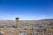 the Sanetti Plateau at ca 4150m altitude with lonely giant lobelia The Bale Mountains National Park is located in the southern highlands of Ethiopia The Bale Mts are reaching heights of over 4300 m and are of vulcanic origin The landforms are comprised