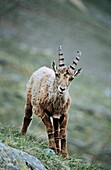 Alpine Ibex Capra ibex young bull in spring The long winter in the high mountains etiolated and weakened the animals The changing of the coats gives them an unkempt appearance, their main activity is grazing and resting to recover their strengh Europe
