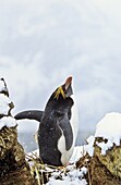 Macaroni Penguin Eudyptes Chrysolophus standing upright in colony in tussock gras during snow fall Antarctica, Subantarctica, South Georgia, November 2003