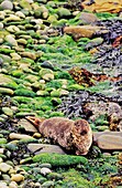 Harbor Seal Phoca vitulina on the coast of the Shetland Islands Europe, northern europe, central europe, Scotland, Shetland Islands, May 2001