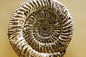 Fossils Speetoniceras versicolor, palaeontology museum, Moscow, Russia