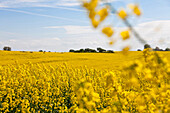 Blühendes Rapsfeld, Rerik, Mecklenburg-Vorpommern, Deutschland