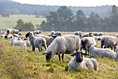 Flock of sheep in the morning, Zittauer Mountain Range, Lueckendorf, Oybin, Saxony, Germany