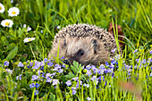 European hedgehog in a meadow in spring, Erinaceus europaeus, Bavaria, Germany, Europe