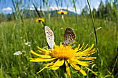 Two Common Blues (Polyommatus icarus) on meadow salsify, Bavaria, Germany