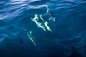 Common dolphins, Delphinus delphis, in the Atlantic ocean off the Algarve coast, Portugal, Europe