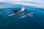 Common dolphins, Delphinus delphis, in the Atlantic ocean off the Algarve coast, Portugal, Europe