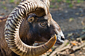 Portrait of a mouflon, Argali, Ovis ammon, Bavaria, Germany, Europe
