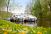 Le Boat Hausboote liegen am Ufer eines Fluss mit Löwenzahn am Ufer, nahe Ahrensberg, Mecklenburgische Seenplatte, Mecklenburg, Deutschland, Europa