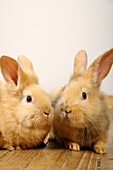 Stock photo of two rabbits apparently having a little chat with each other