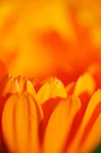 An orange pot marigold flower
