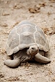 Aldabra Giant Tortoises Geochelone gigantea, La Digue Island, Seychelles