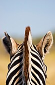 Zebra's Head