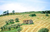 Sicily, Italy Farm landscape near Aragona