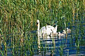 Swan with young baby cygnets on Lough Gill near Castlegregory on the Dingle peninsula, County Kerry, west Ireland Summer