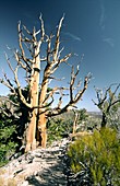 Bristlecone pine tree in Inyo National Forest park near Big Pine, California, USA One of the longest living organisms on Earth