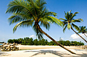 Beach scene with palm trees, Sentosa Island, Singapore