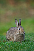 Wild Rabbit, Elstead, Surrey, UK - England