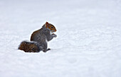 Grey Squirrel in snow, Guildford, Surrey, UK - England