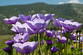 Display of wild purple anemones, Manfredonia - near, Puglia, Italy