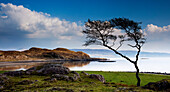 Lone tree beside Loch Linnhe, Ardgour, Highland, UK - Scotland