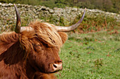 Highland Cattle, Ambleside, Cumbria, UK - England
