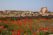 Ruins & Poppies, Paphos, South Cyprus, Cyprus