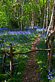 Morning Bluebell field in Lavent near West Stoke., Lavent, West Sussex, UK - England