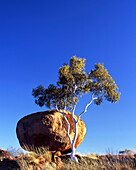 Boulder and Ghost Gum tree at the Devils Marbles, Tennant Creek - near, Northern Territory, Australia