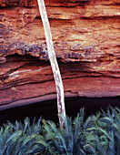 The Garden of Eden at Kings Canyon, Watarrka National Park, Northern Territory, Australia