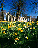 St Marys Abbey in spring, York, Yorkshire, UK - England