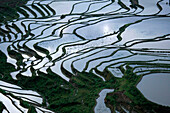 View over rice terraces, Yuanyang, China