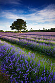 Lavender farm, Banstead, Surrey, UK - England