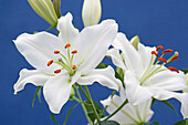White Lily Lileum flower close up, Burnham, Somerset, UK - England