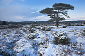 Snow scene with lone pine tree, New Forest, Hampshire, UK - England