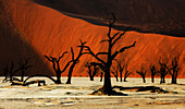 Dead tree on clay soil in front of red sand dune, Deadvlei, Sossusvlei, Namib, Namibia, Africa