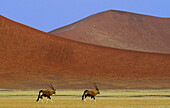 Oryx Antilopes, Sossusvlei, Namib Naukluft National Park, Namib desert, Namib, Namibia, Africa