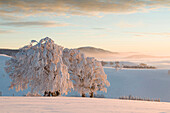 Snow-covered beech trees on mount Schauinsland, Freiburg im Breisgau, Black Forest, Baden-Wurttemberg, Germany