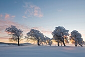 Schneebedeckte Buchen auf dem Schauinsland in der Abenddämmerung, Freiburg im Breisgau, Schwarzwald, Baden-Württemberg, Deutschland