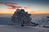 Schneebedeckte Buche auf dem Schauinsland in der Abenddämmerung, Freiburg im Breisgau, Schwarzwald, Baden-Württemberg, Deutschland