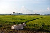 Cow and rice paddies in the sunlight, Lankawi Island, Malaysia, Asia