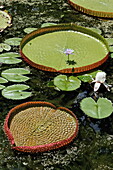 Victoria Regia Wasserlilie im Botanischen Garten von Pamplemousses, Mauritius, Afrika