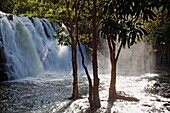 Rochester Falls and trees, Souillac, Mauritius, Africa