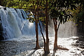 Rochester Fälle mit Bäumen, Souillac, Mauritius, Afrika