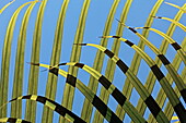 Palmenblatt im Sonnenlicht, Shanti Maurice Resort, Souillac, Mauritius, Afrika