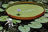Victoria Regia Wasserlilie im Botanischen Garten von Pamplemousses, Mauritius, Afrika