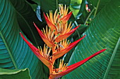 Blüte einer Heliconie, La Reunion, Indischer Ozean