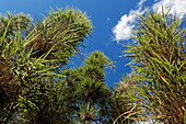 Nastus Borbonicus gehört zur Bambusfamilie und wächst im tropischen Bergwald der südlichen Hemisphäre, La Reunion, Indischer Ozean