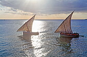 Dhows sail along Stonetowns city beach, Zanzibar City, Zanzibar, Tanzania, Africa