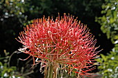 Rote Blüte im Sonnenlicht, Fireball haemanthus, Chumbe Island, Sansibar, Tansania, Afrika